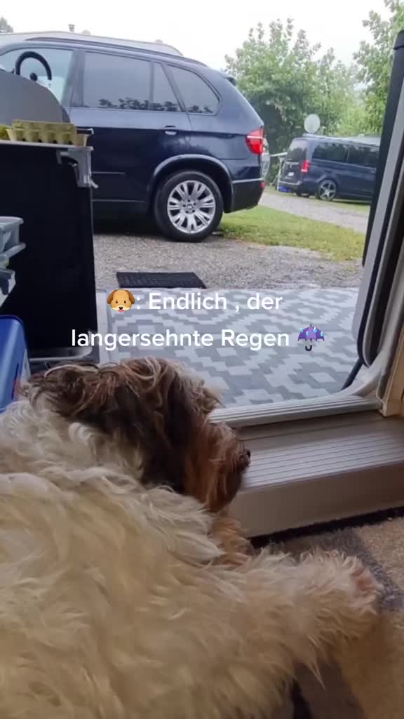 @12Pfoten&die Fellnasenmanager