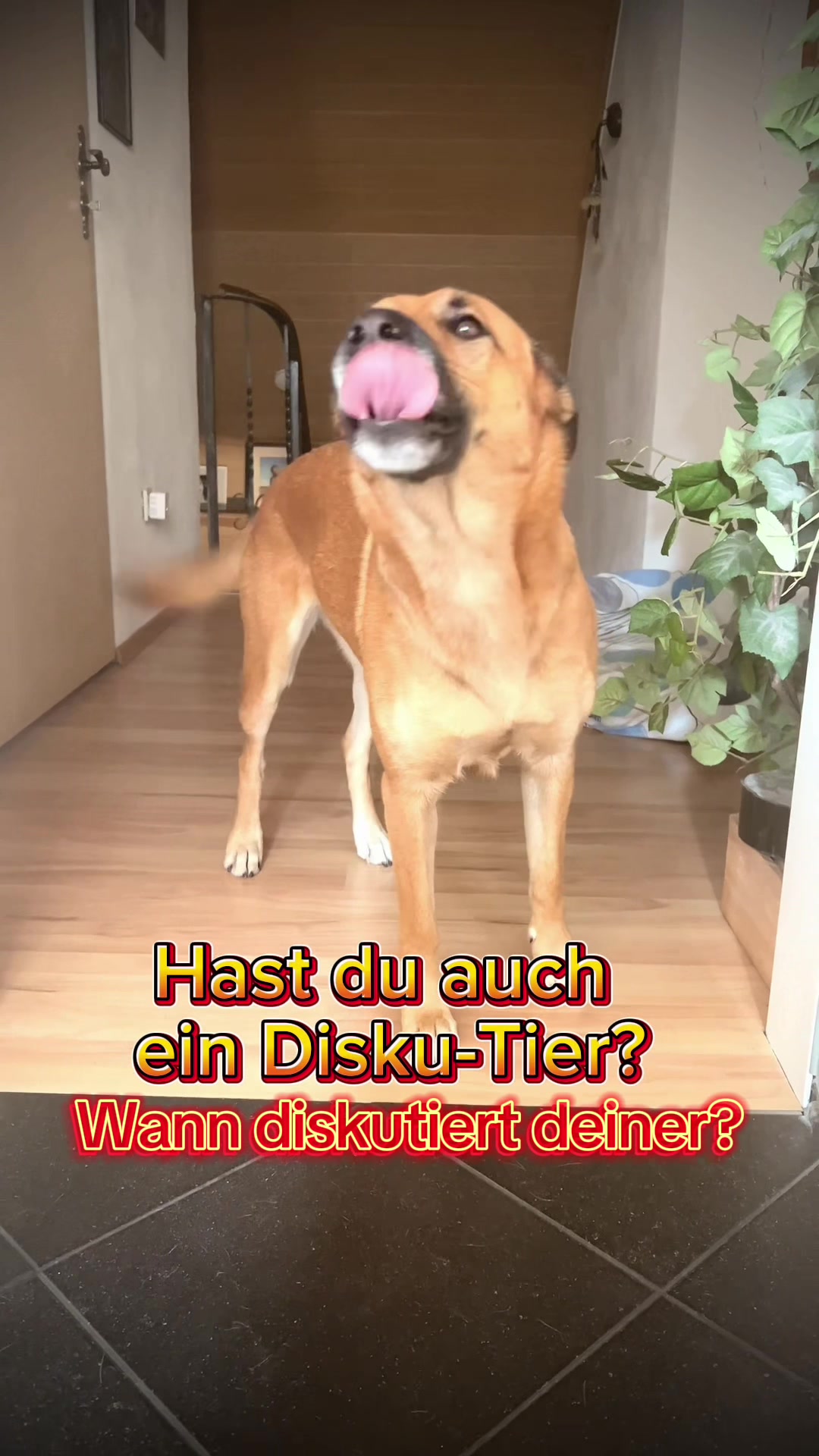 @INSAbenteuerHund