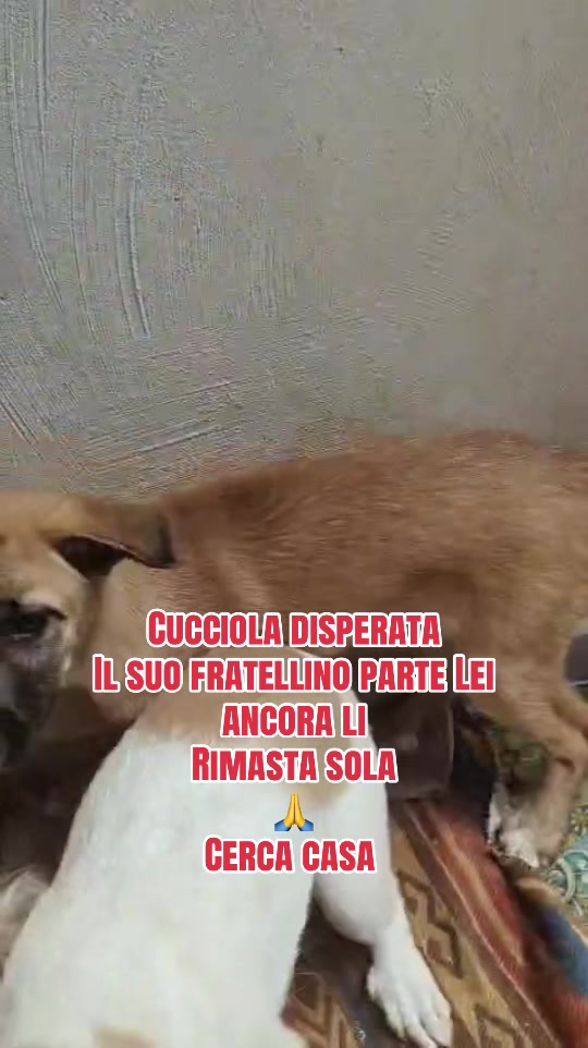 @I randagi di nessuno