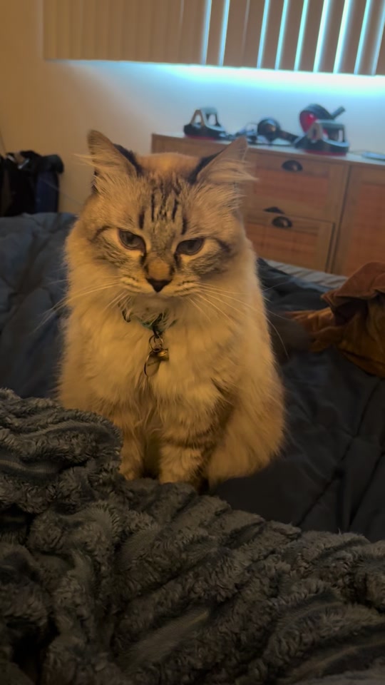 @Brock Meowsnar