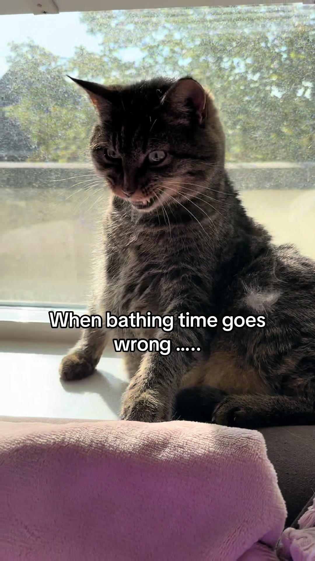 @Joep_the_ rescuecat