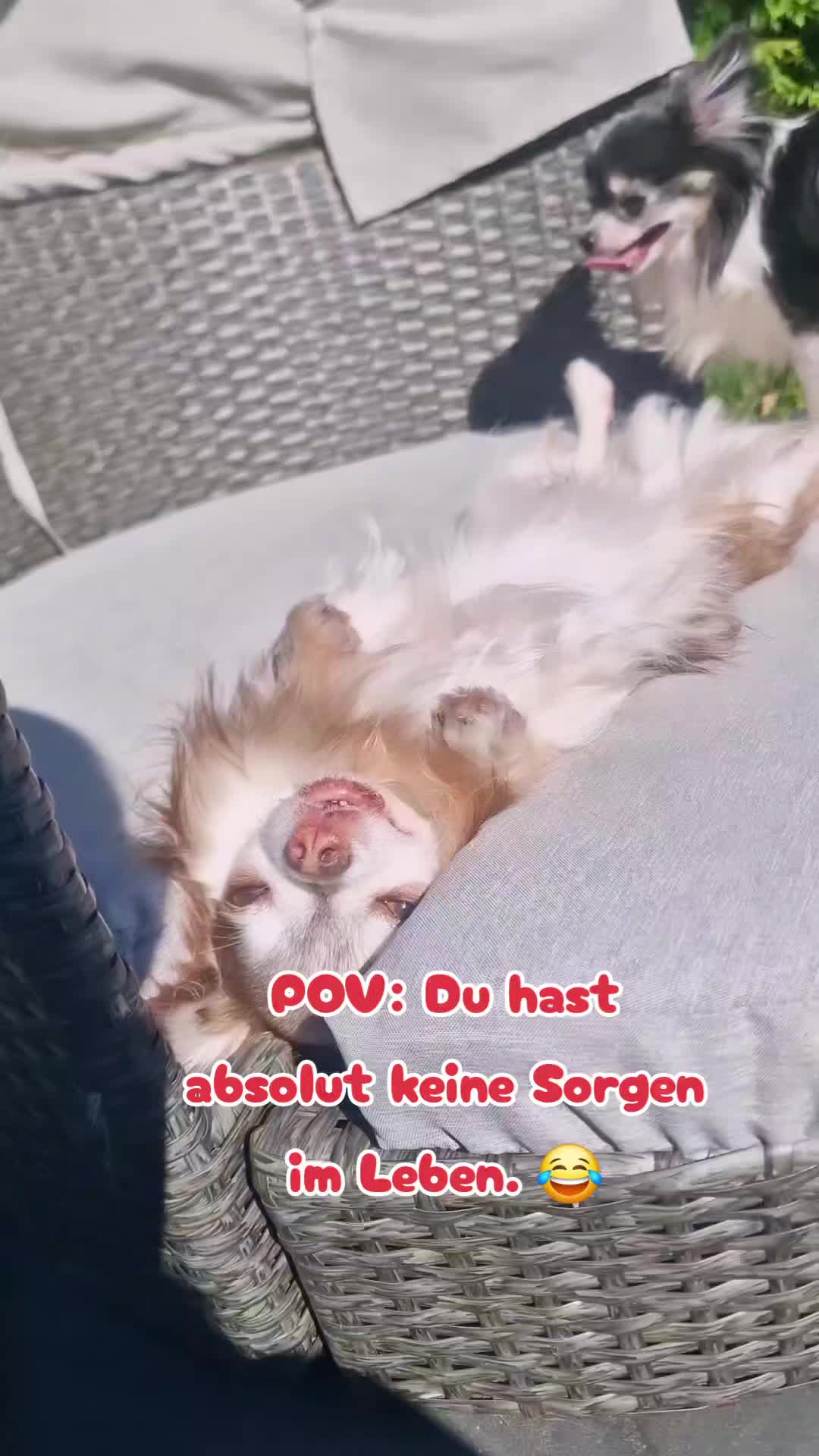 @🌸🐾꧁ 𝒮𝒶𝓃𝓃𝒾 ꧂🐾🌸