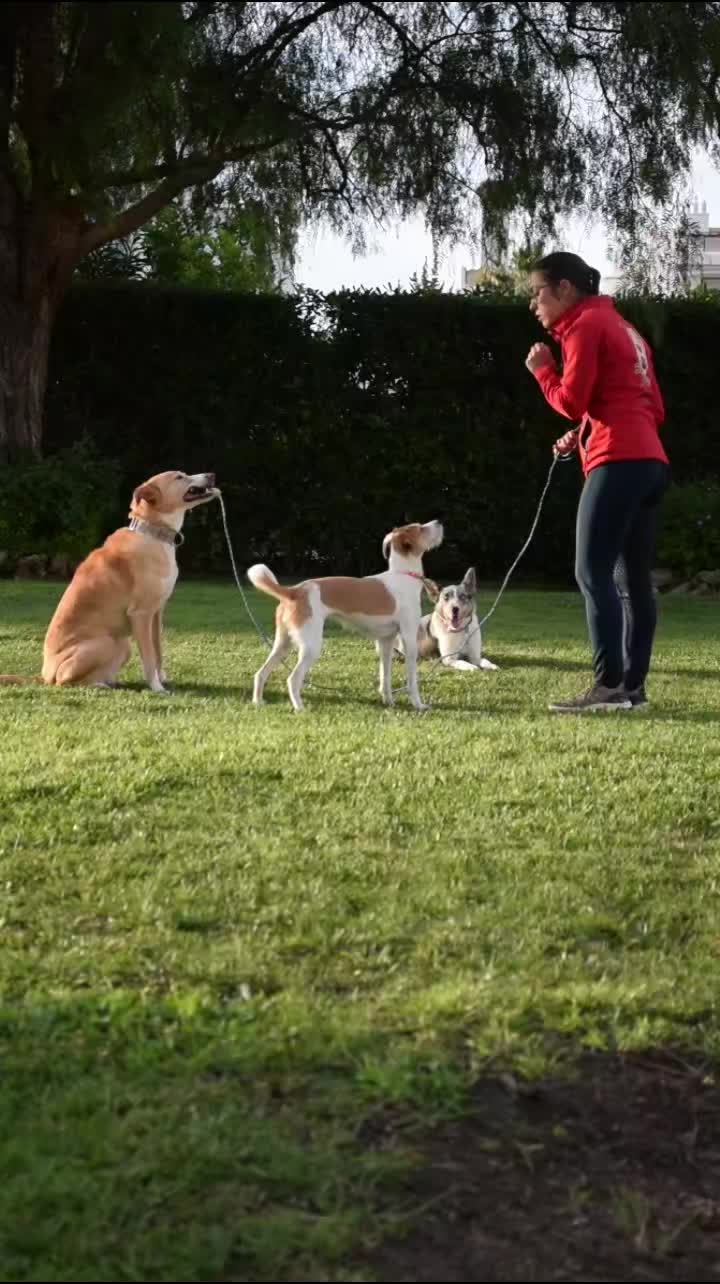 @superdogflor and company