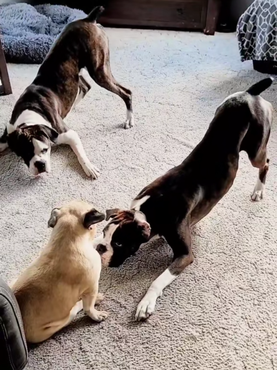 @BoxersLily&Elvis