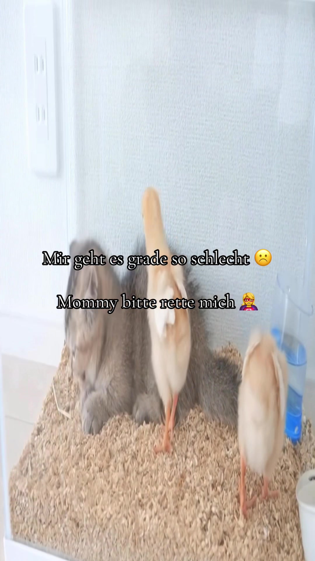 @Eierkopfsalat