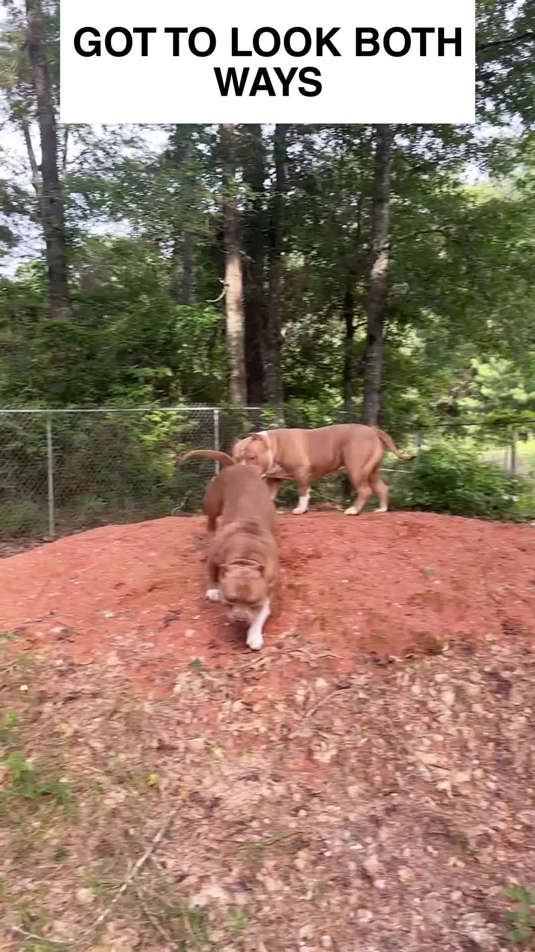 @QBN Kennel