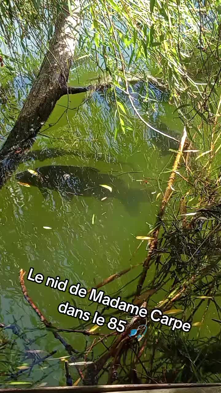 @Passion Carp'Sauvage
