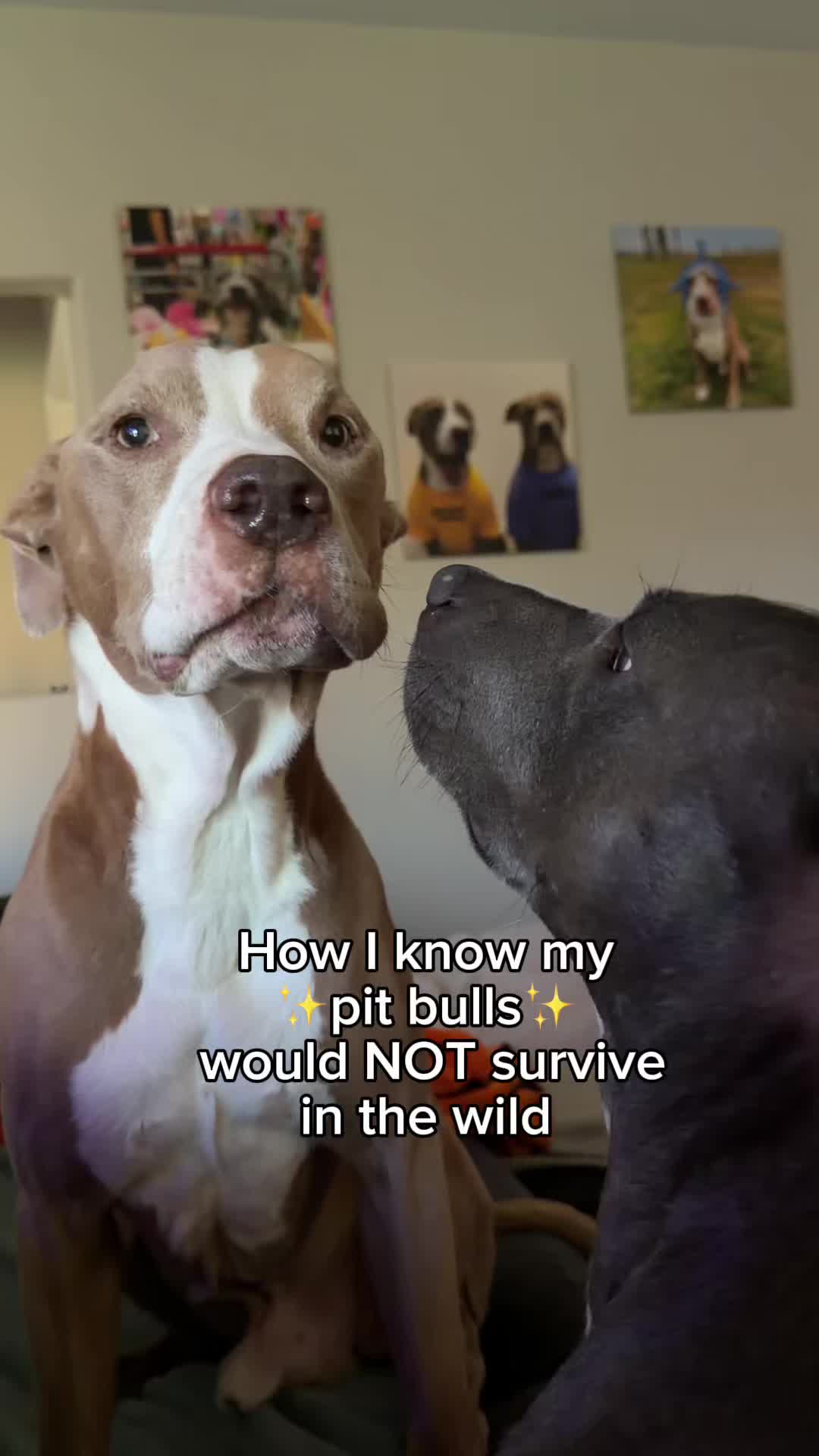 @@knight_thepit