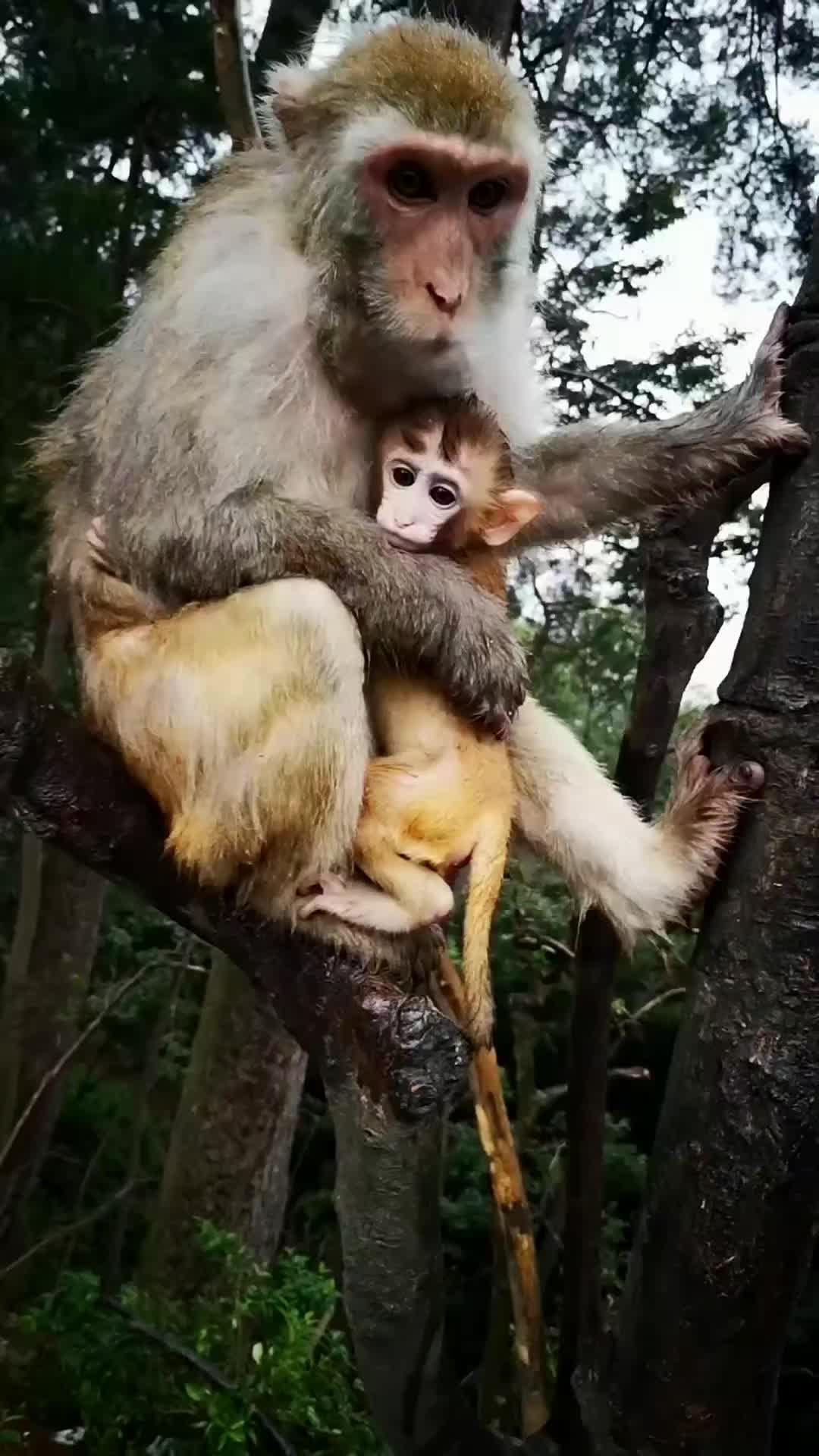 @LilMonkeyVibes