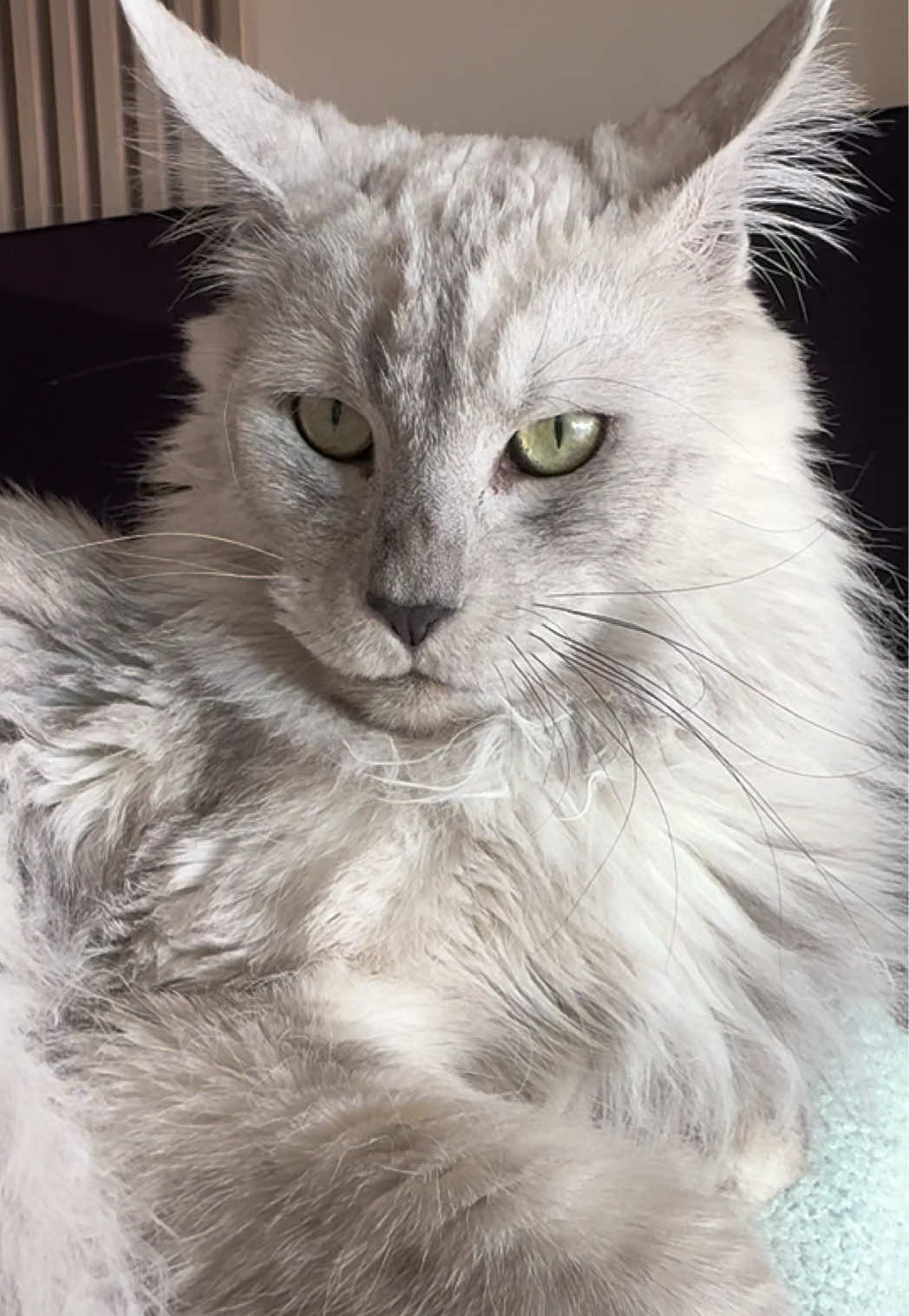 @Maine Coons | Ted & Kissa