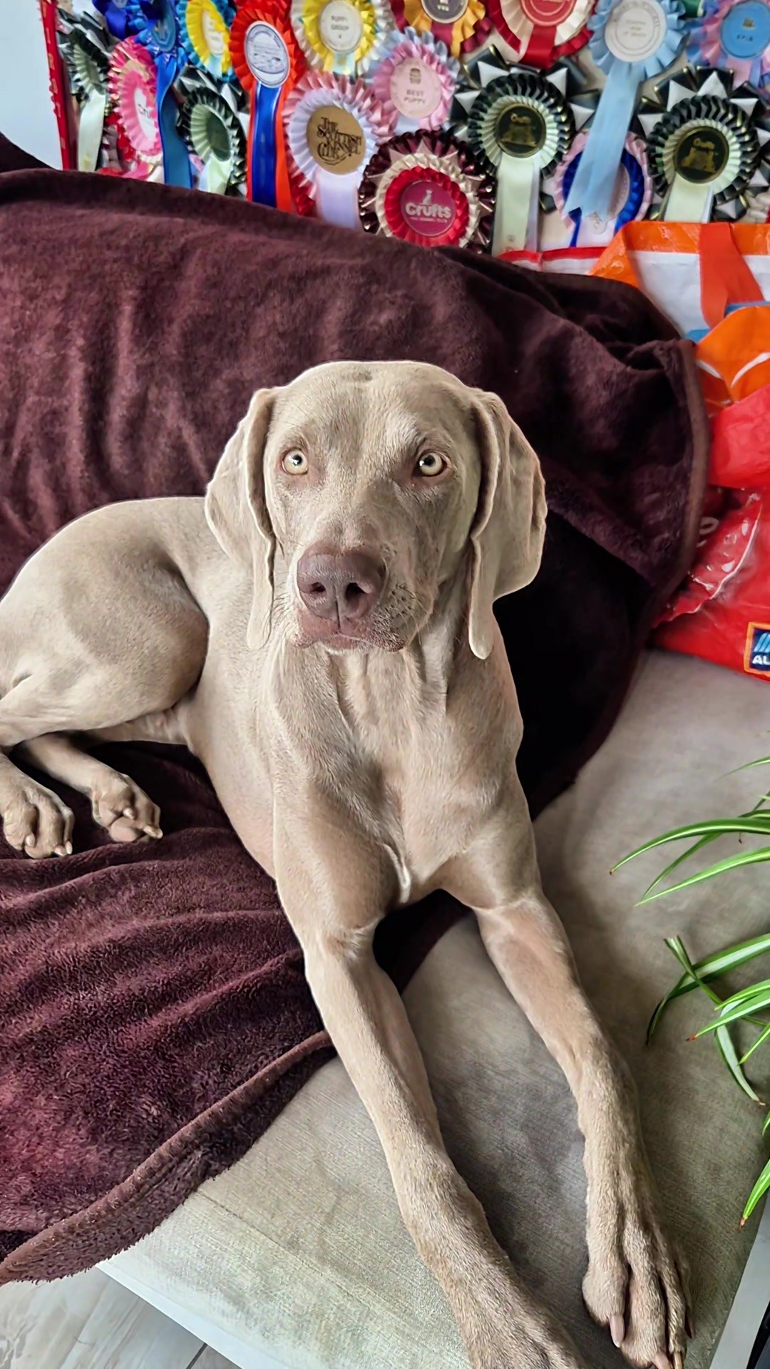 @Sabsky weimaraners