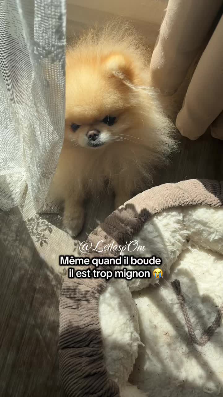 @🎀Leïla’spOm🎀