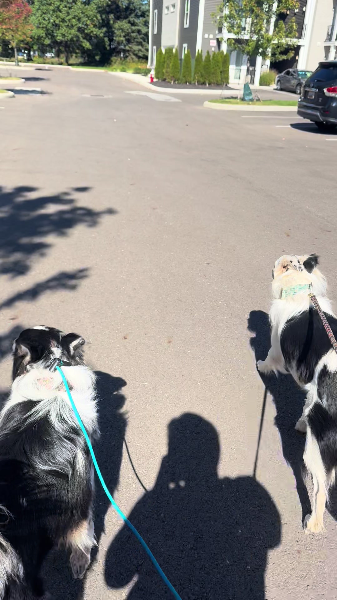 @Kaitlyn’s _crazy_k9_crew