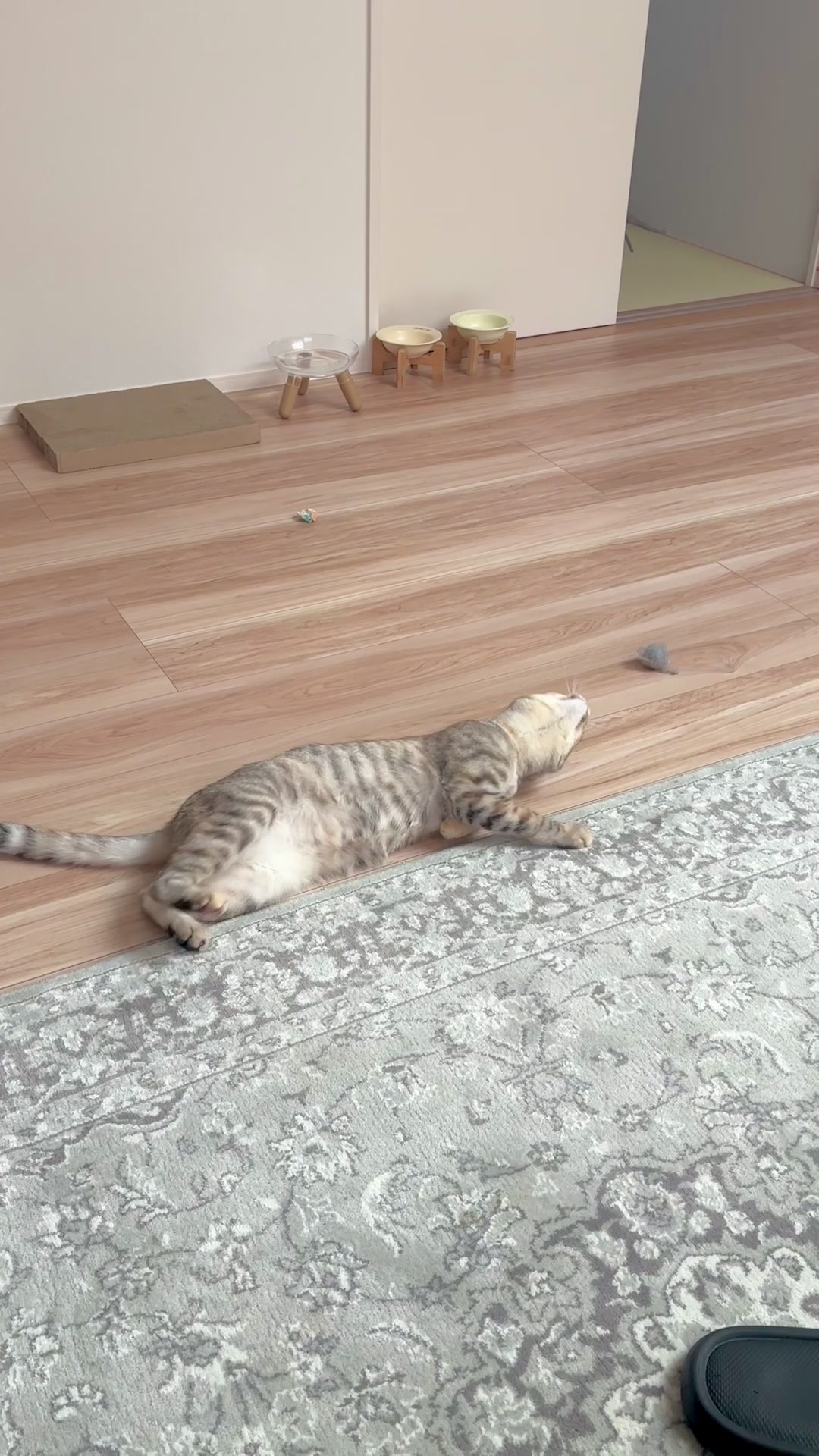 @飼い主とネコたち