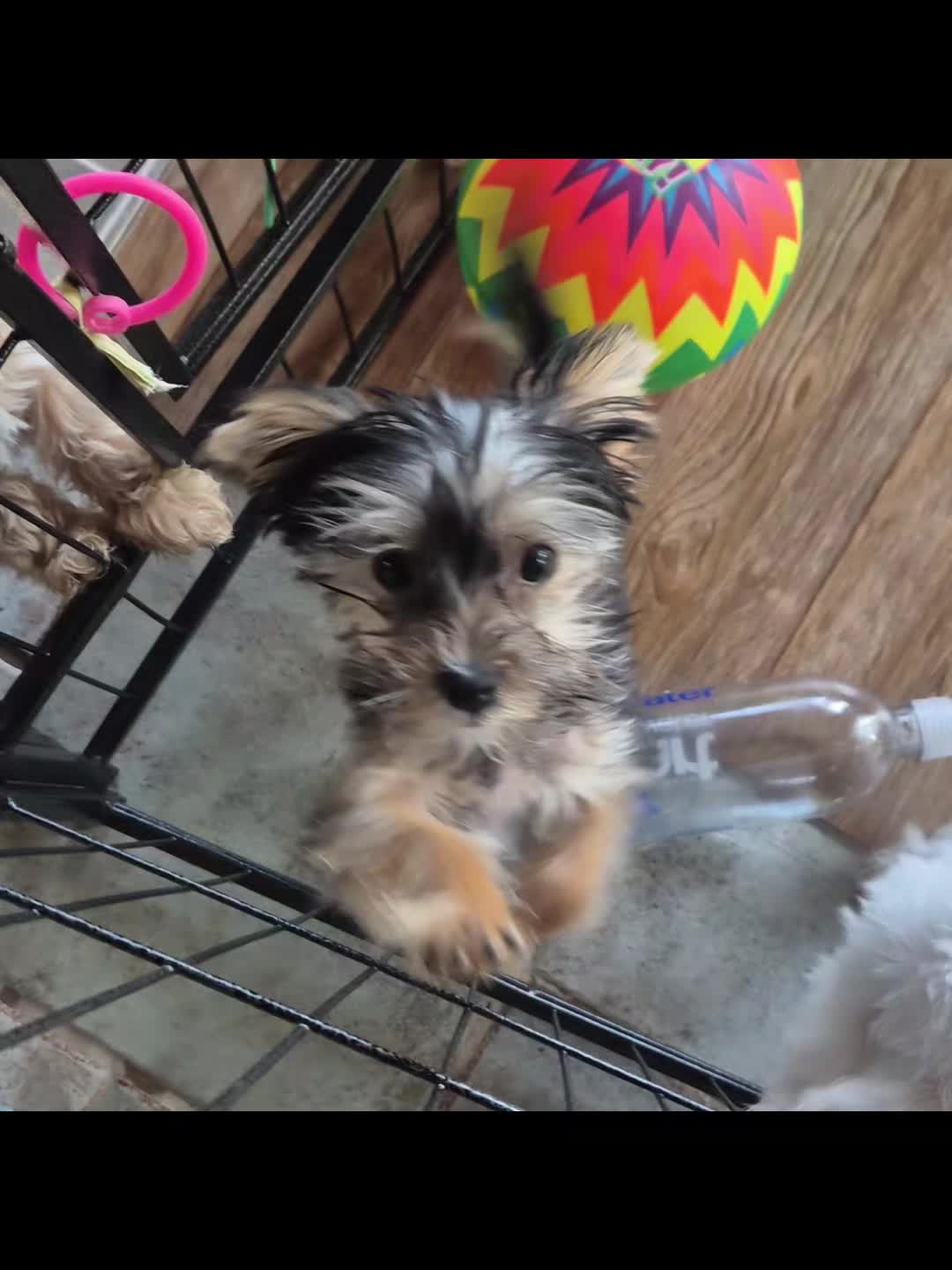 @Barb's Precious Pups
