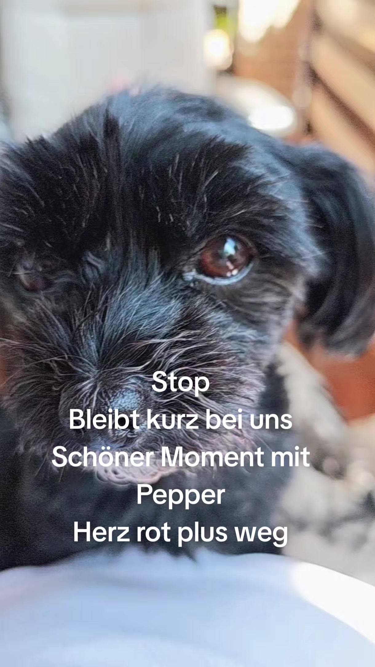 @P&ouml;ppi