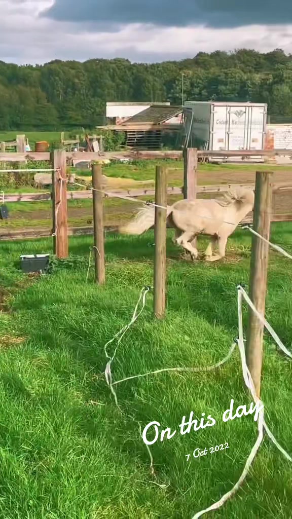 @SummerMoor Miniature horses