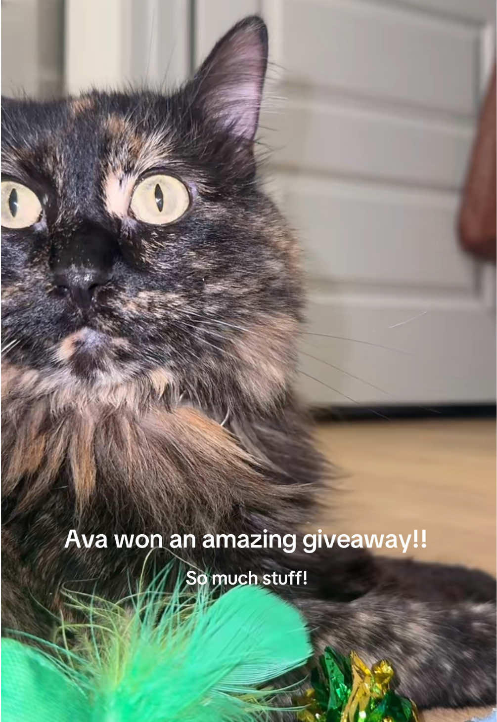 @Ava the cat and her mom