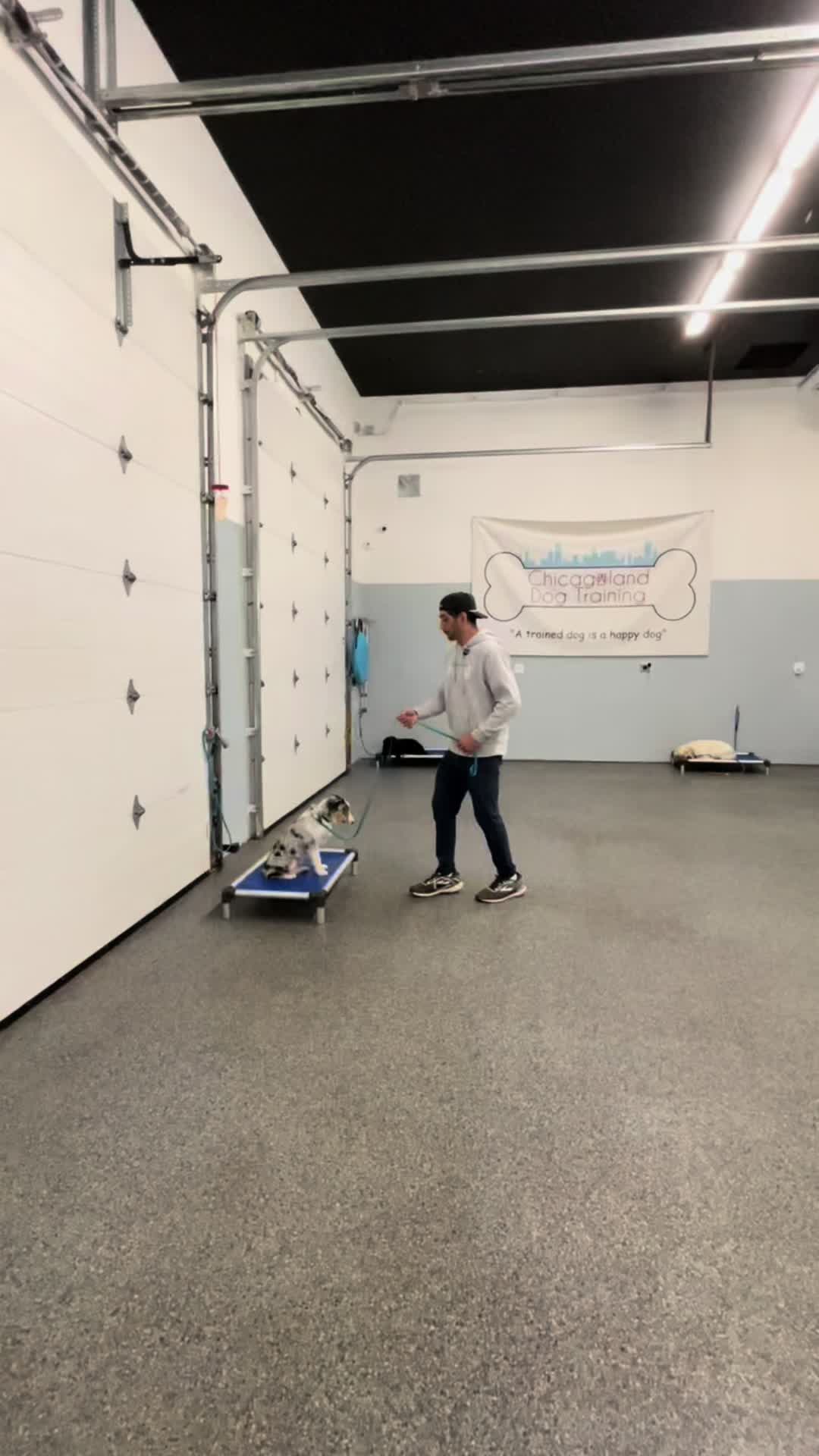 @Chicagoland Dog Training
