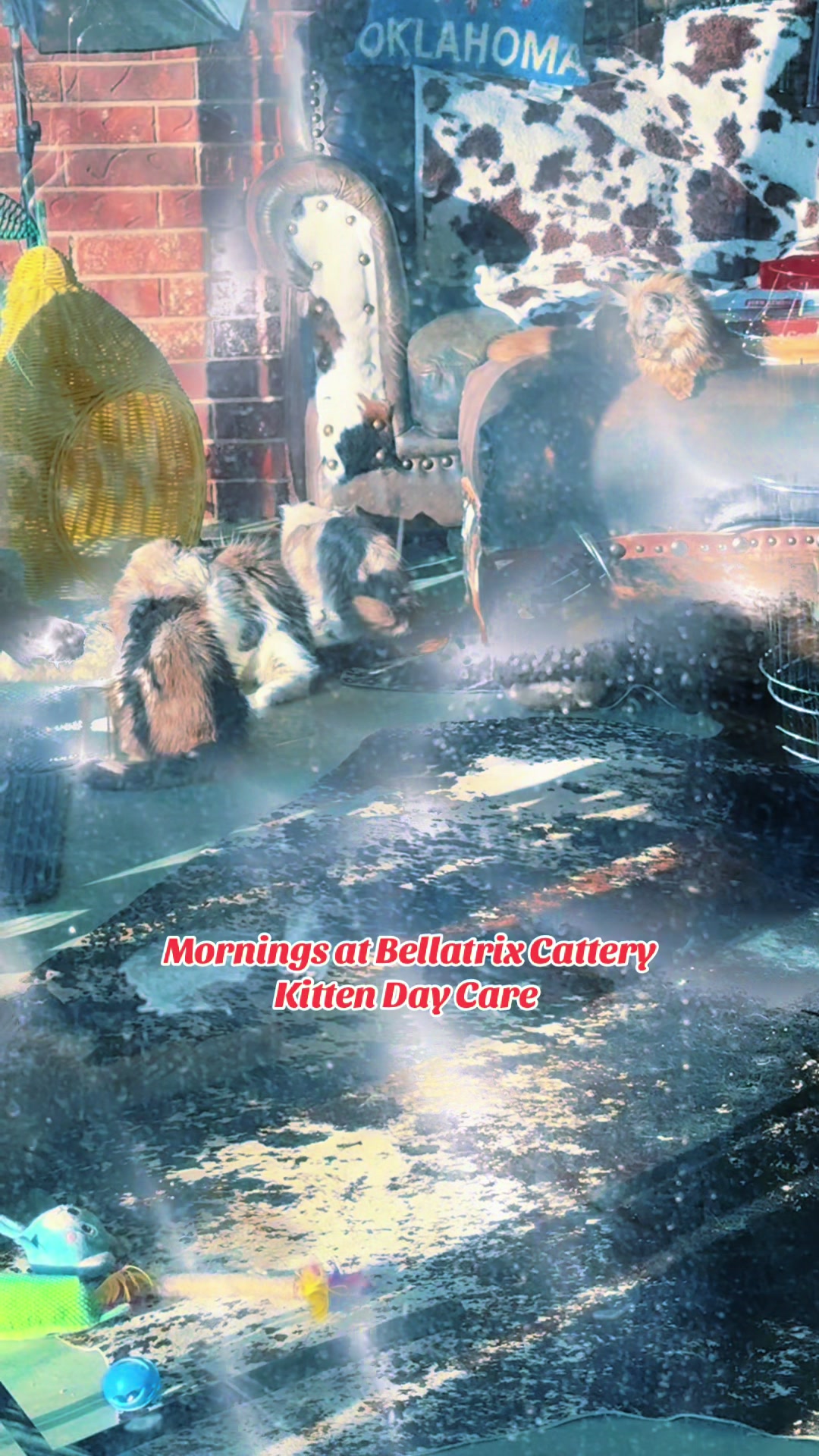 @Bellatrix MCO_MCP Rising