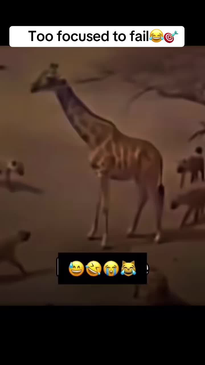 @Roi De la Jungle