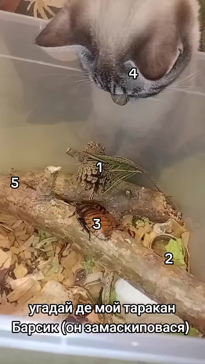 @на аве моя девушка мечты