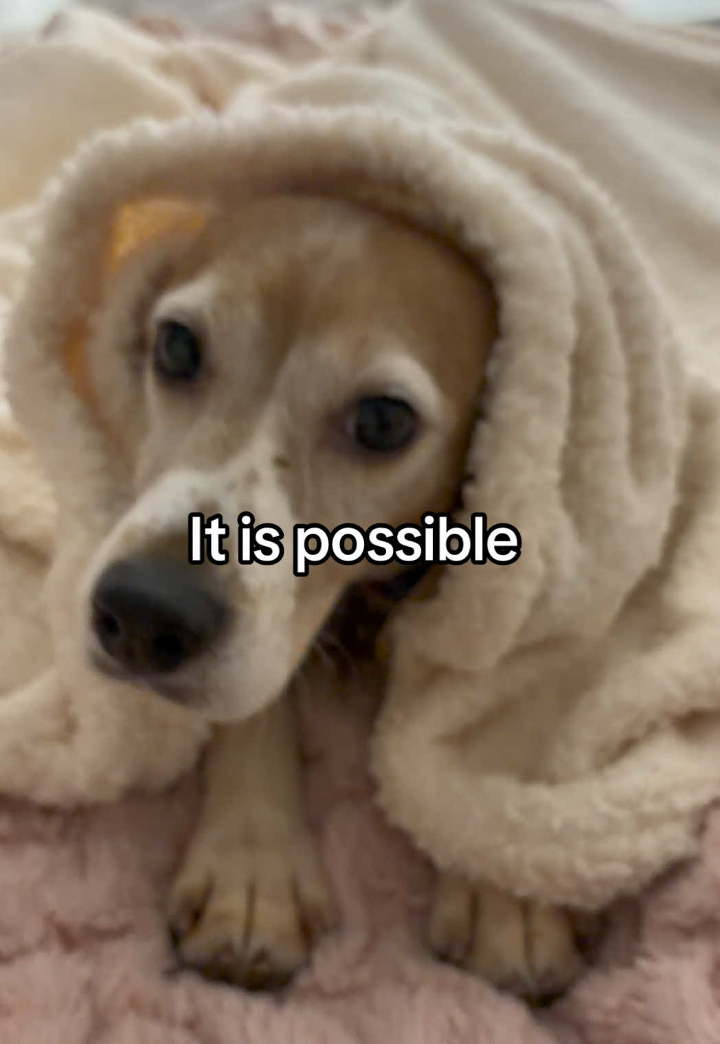 @Petal the kitty