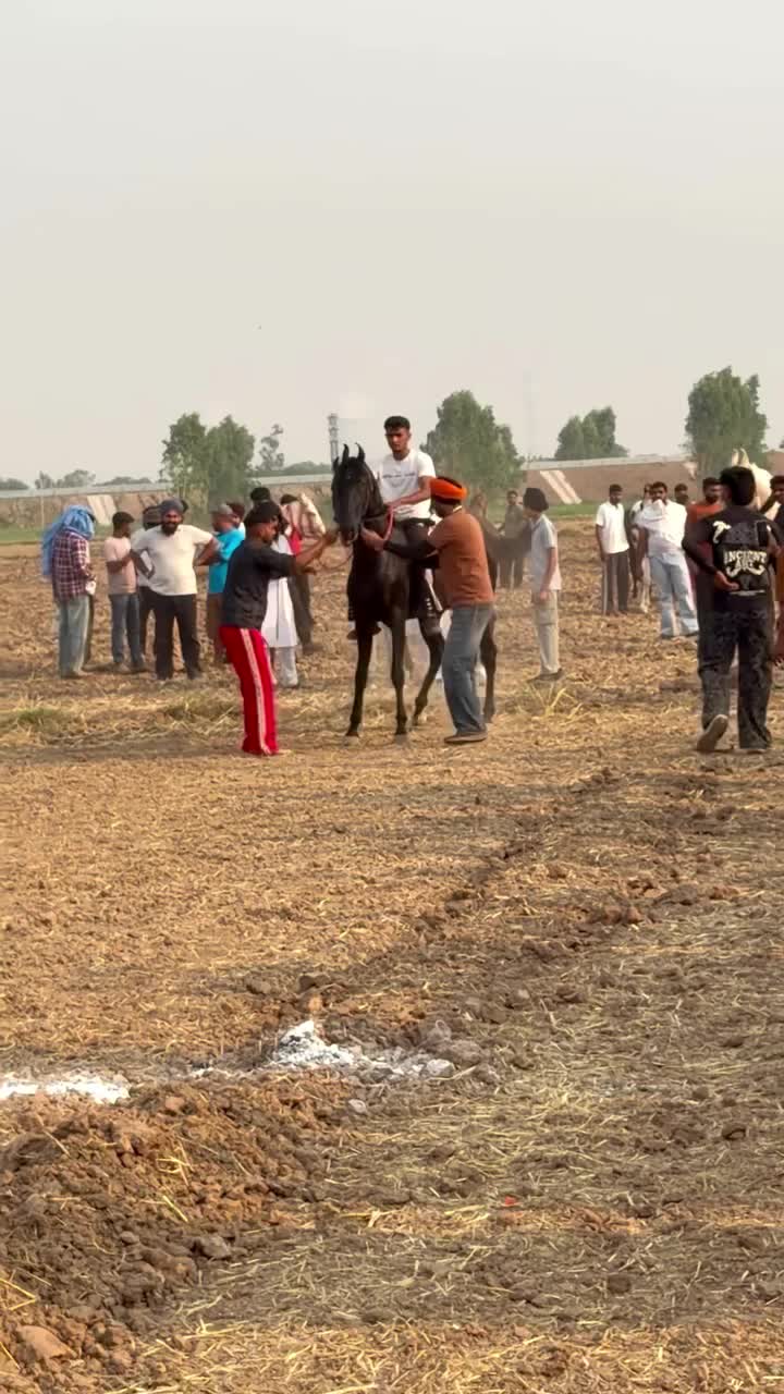 @🏇 MARWARI HORSE RACING 🏇