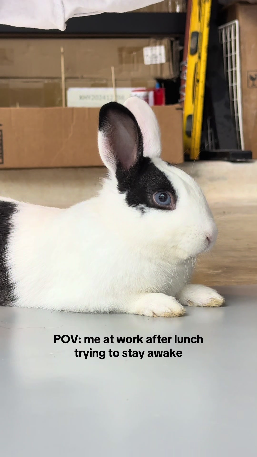 @Cookie and Twix the Bunnies