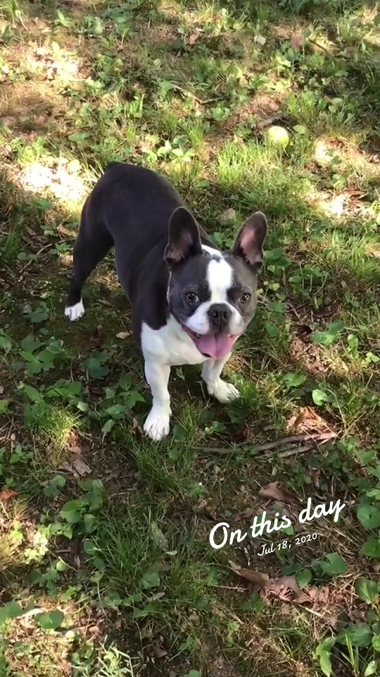 @Hugo_the_Frenchton