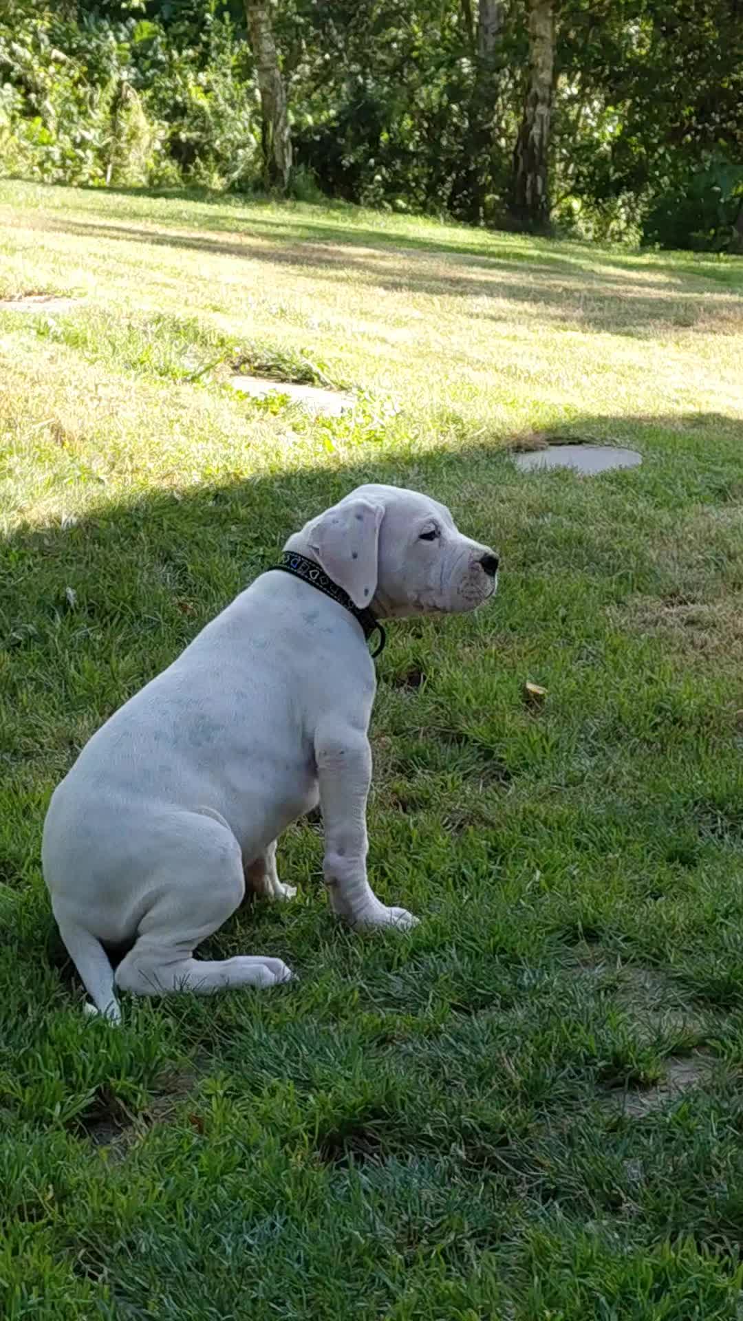 @Viola Trojan Dogo Argentino