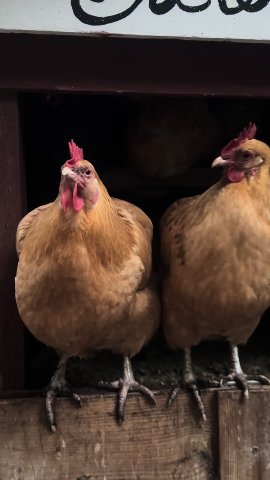 @FusterCluck Farm