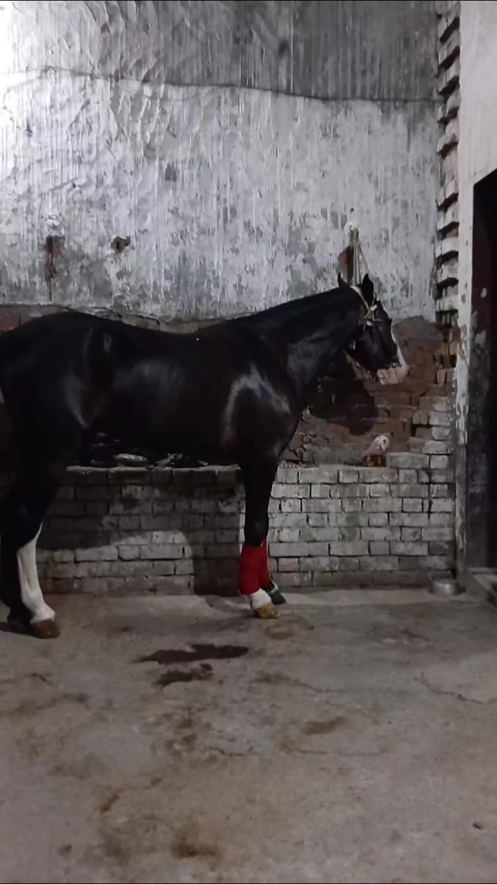 @KaKa Gujjar Horse lovers