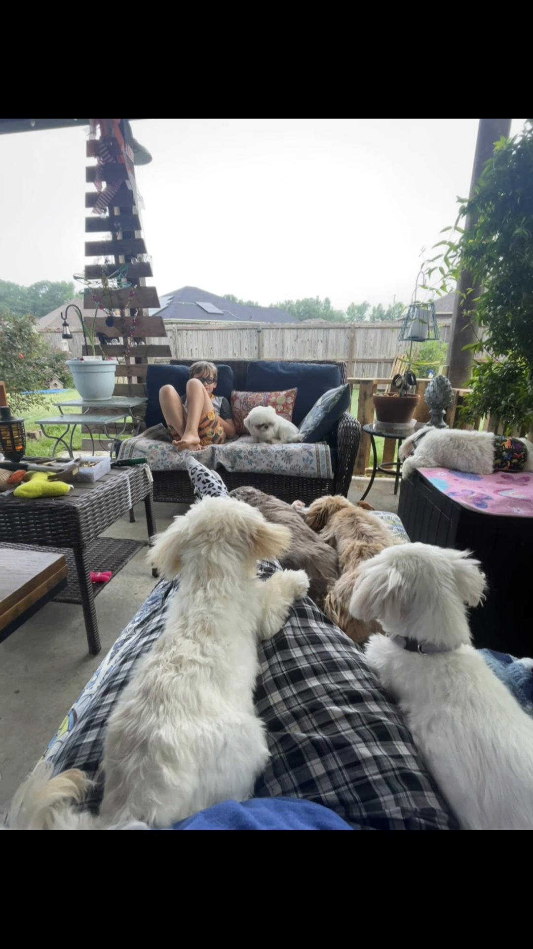 @Twilight Shih Tzu