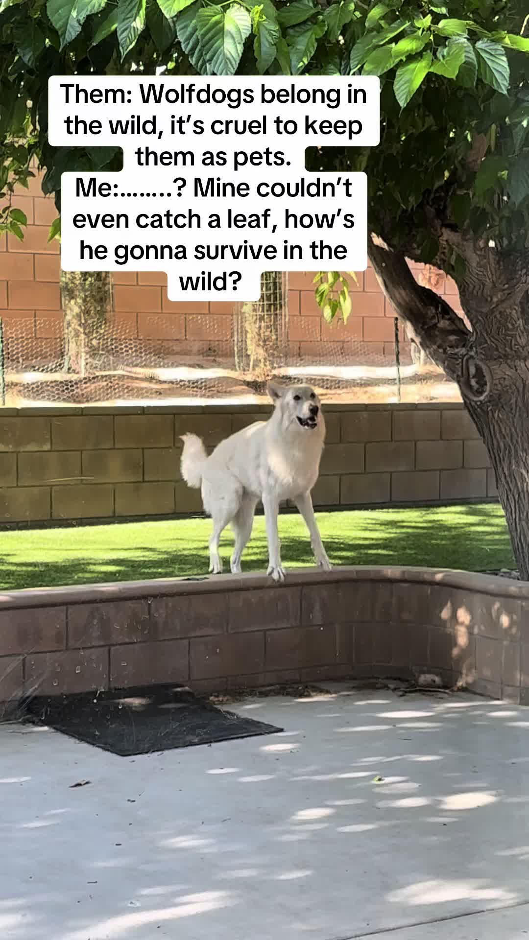 @Loki the Flame Keeper 🐺