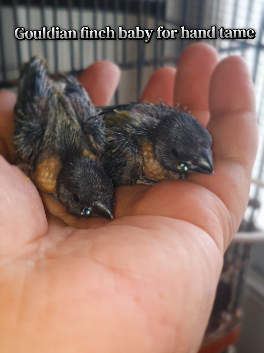 @B for birds