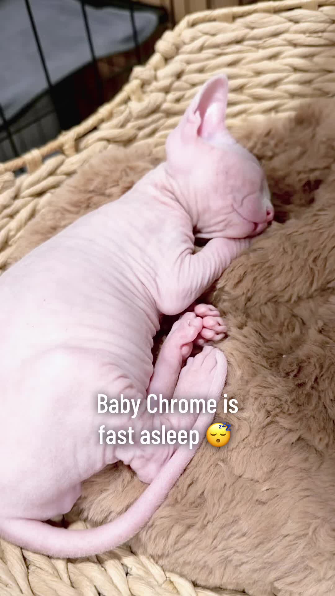 @Boba’s Buds Minskin Cats