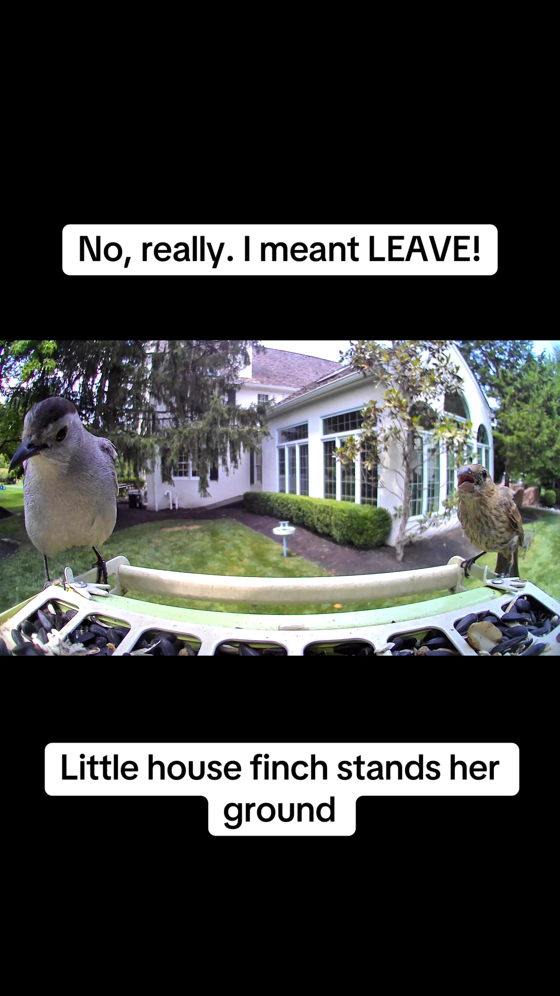 @geniebear&rsquo;s backyard birds