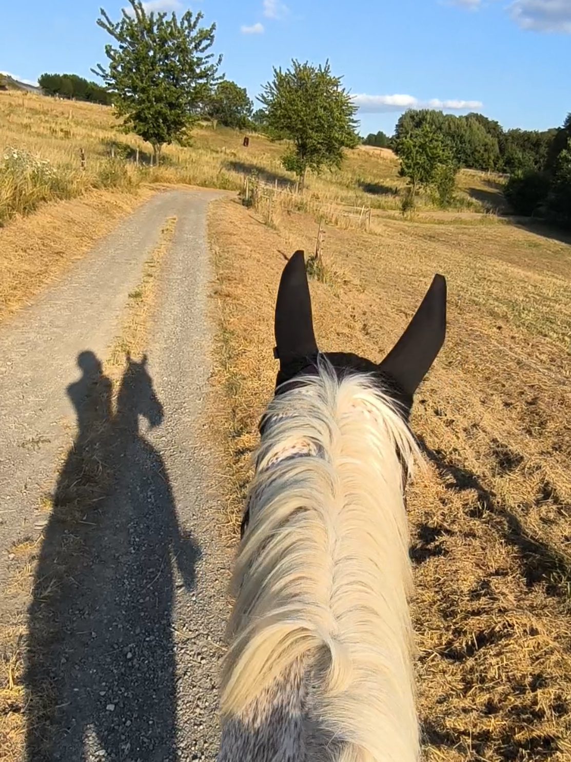 @Spring"Pony"Casha