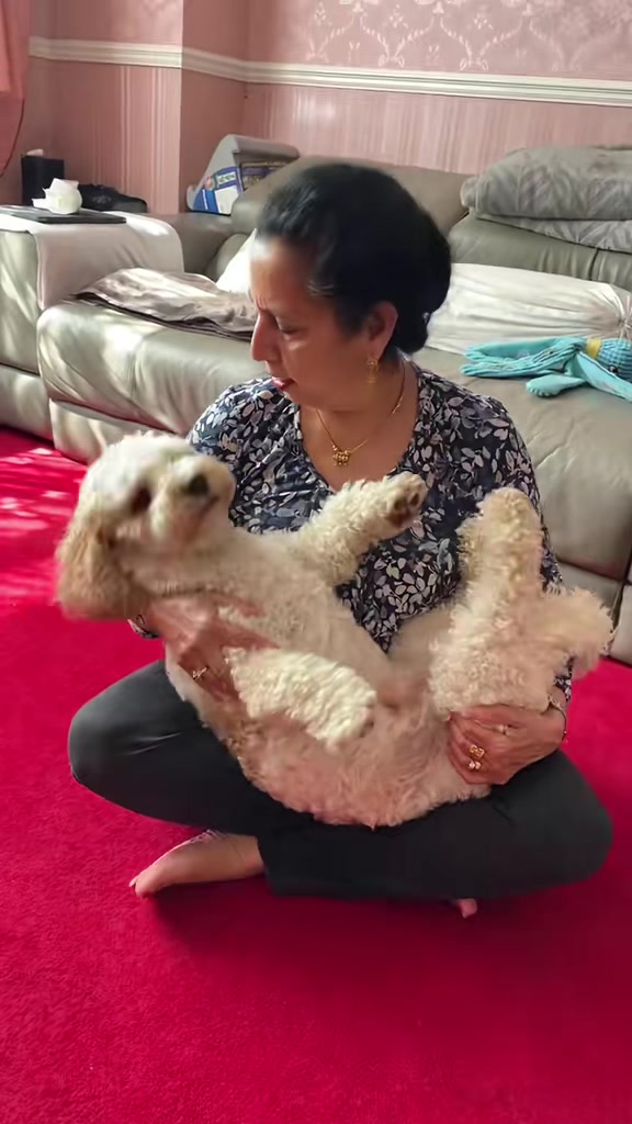 @My Cavachon