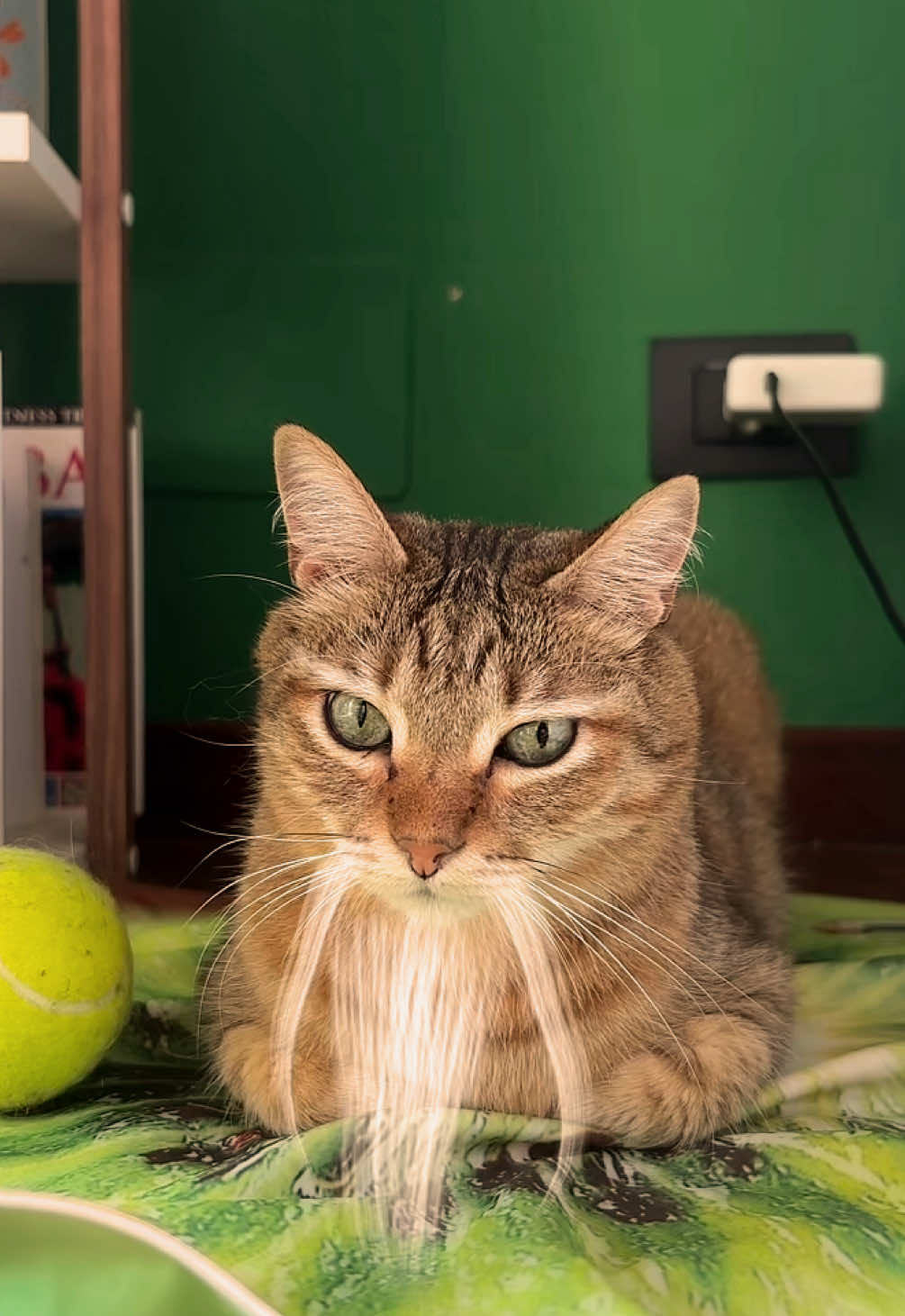 @Life with Kokoro the cat