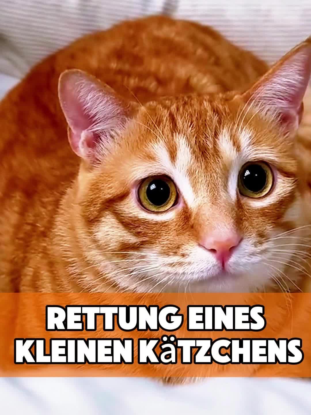 @toto_tier