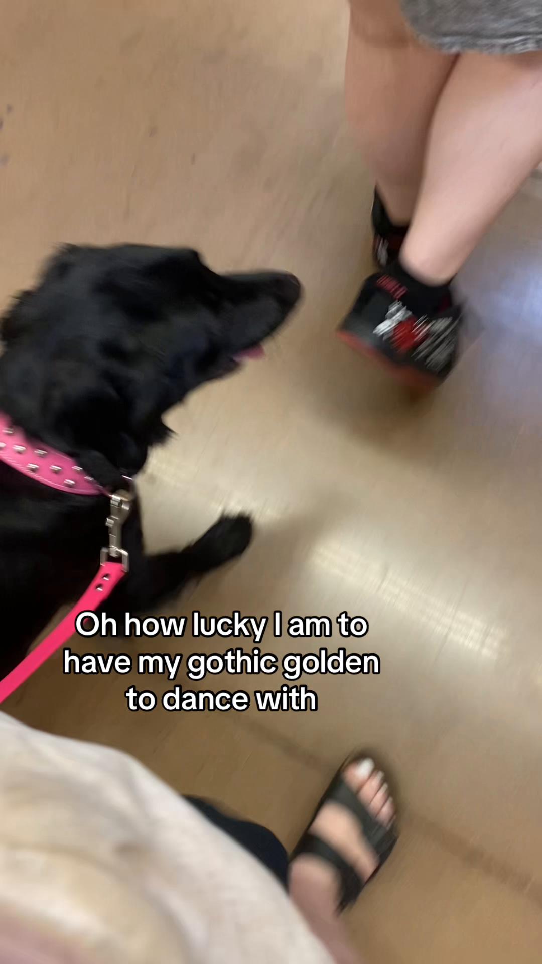 @dylan_the_gothic_golden