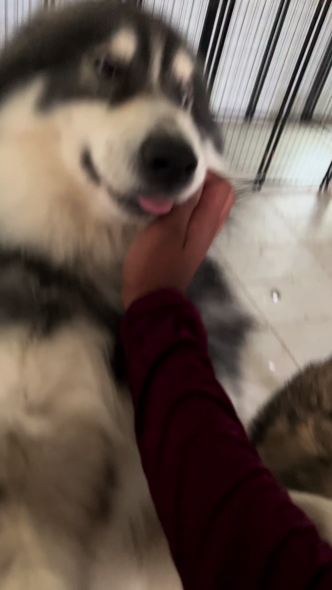 @Neko, Tokahli and Bear