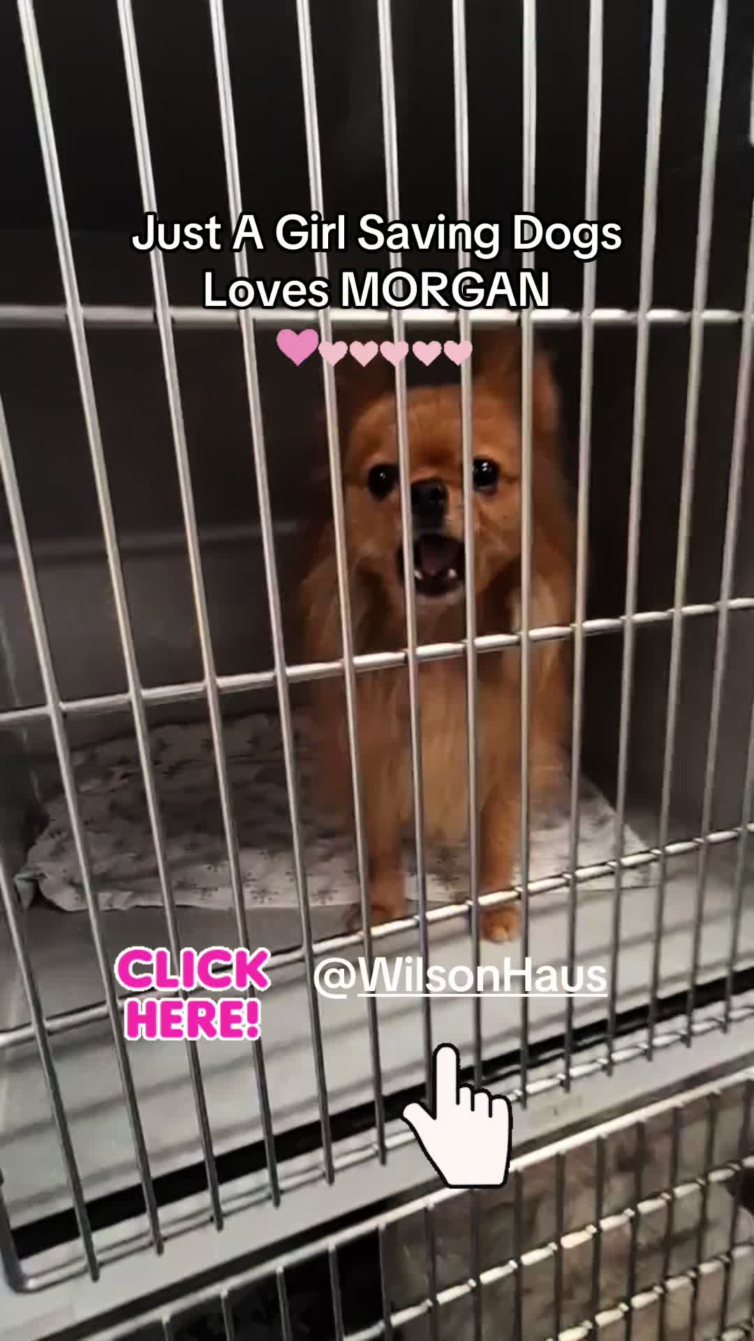 @Just A Girl Saving Dogs