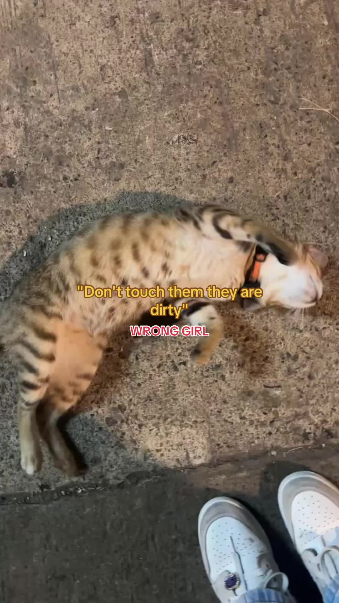 @🦊
