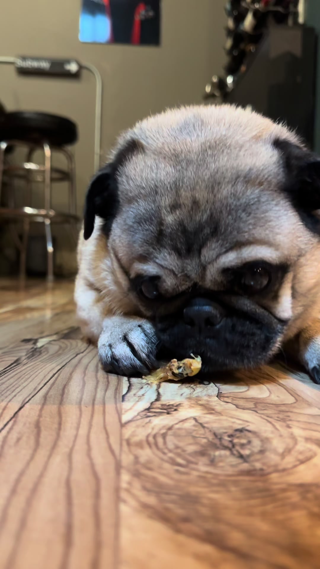 @Winston the Pug