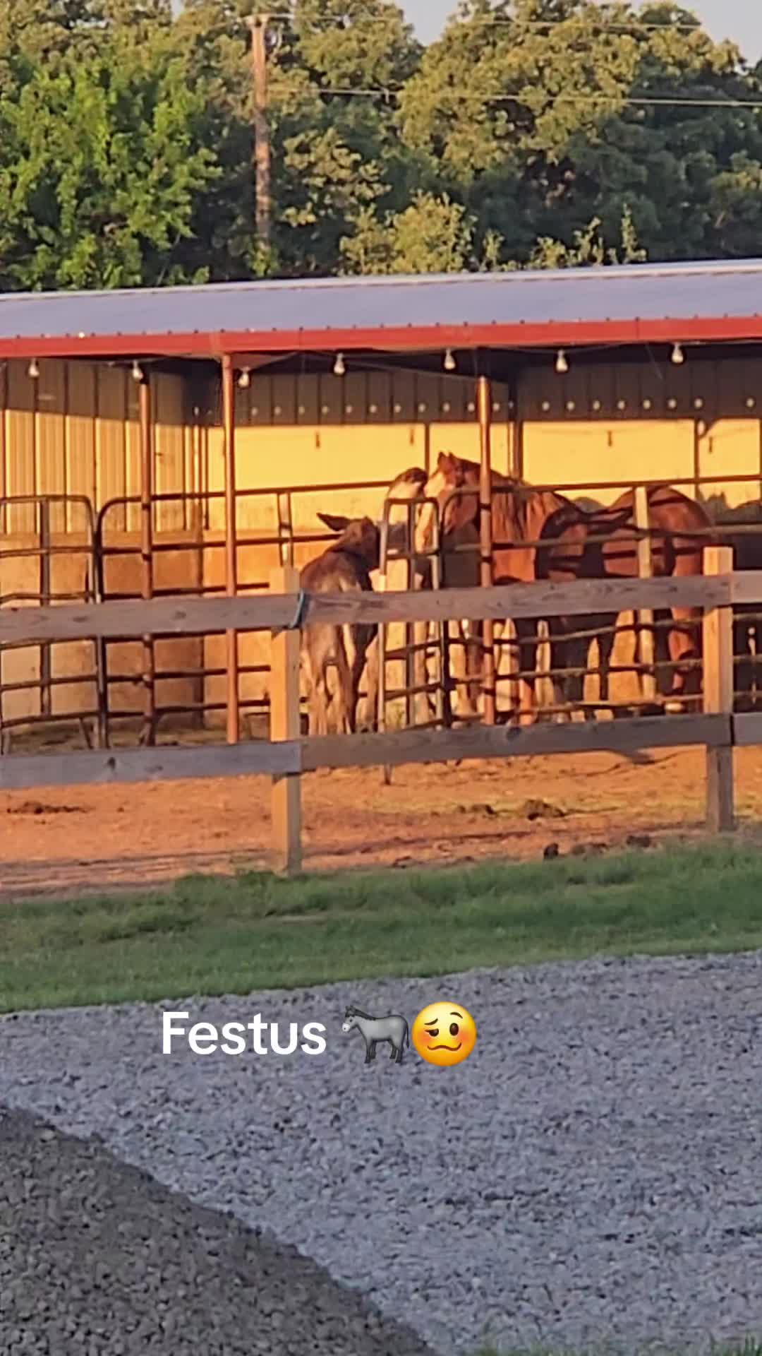 @Fonzy's Farm Rehab & Sanctuary