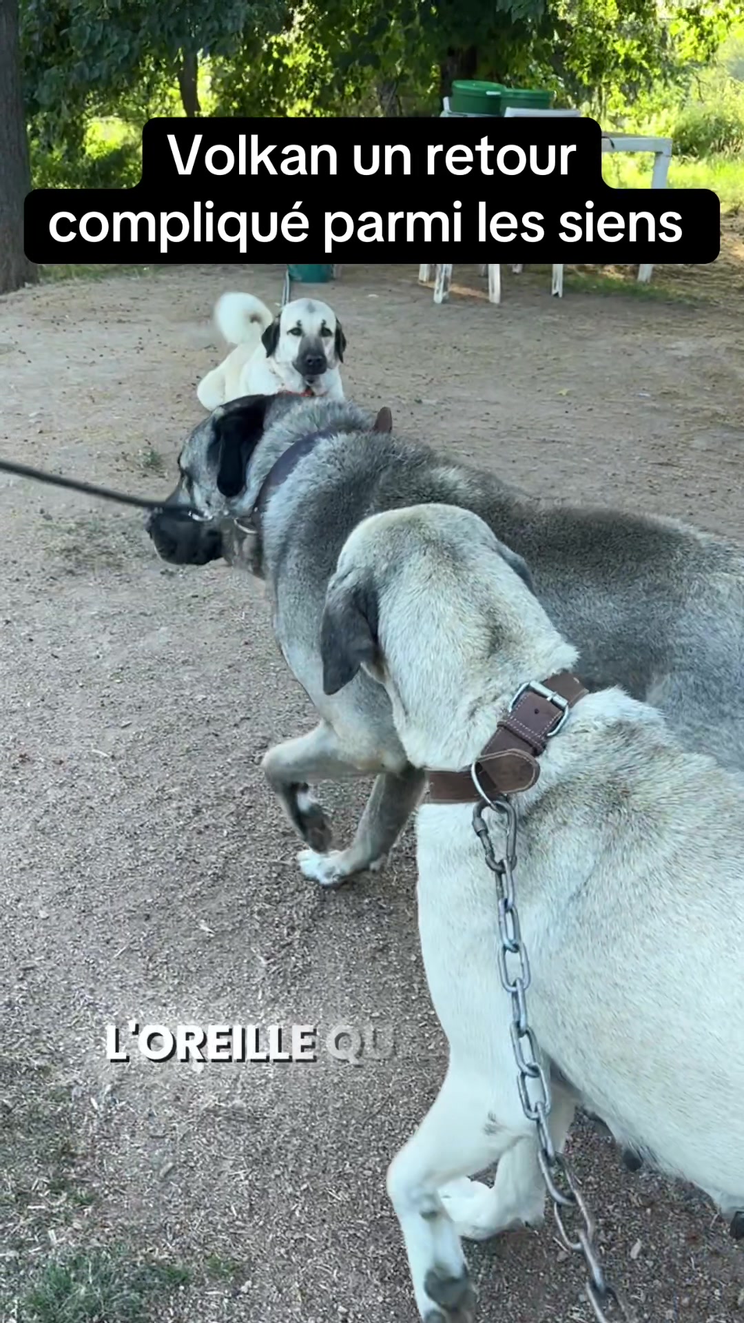 @Purekangal