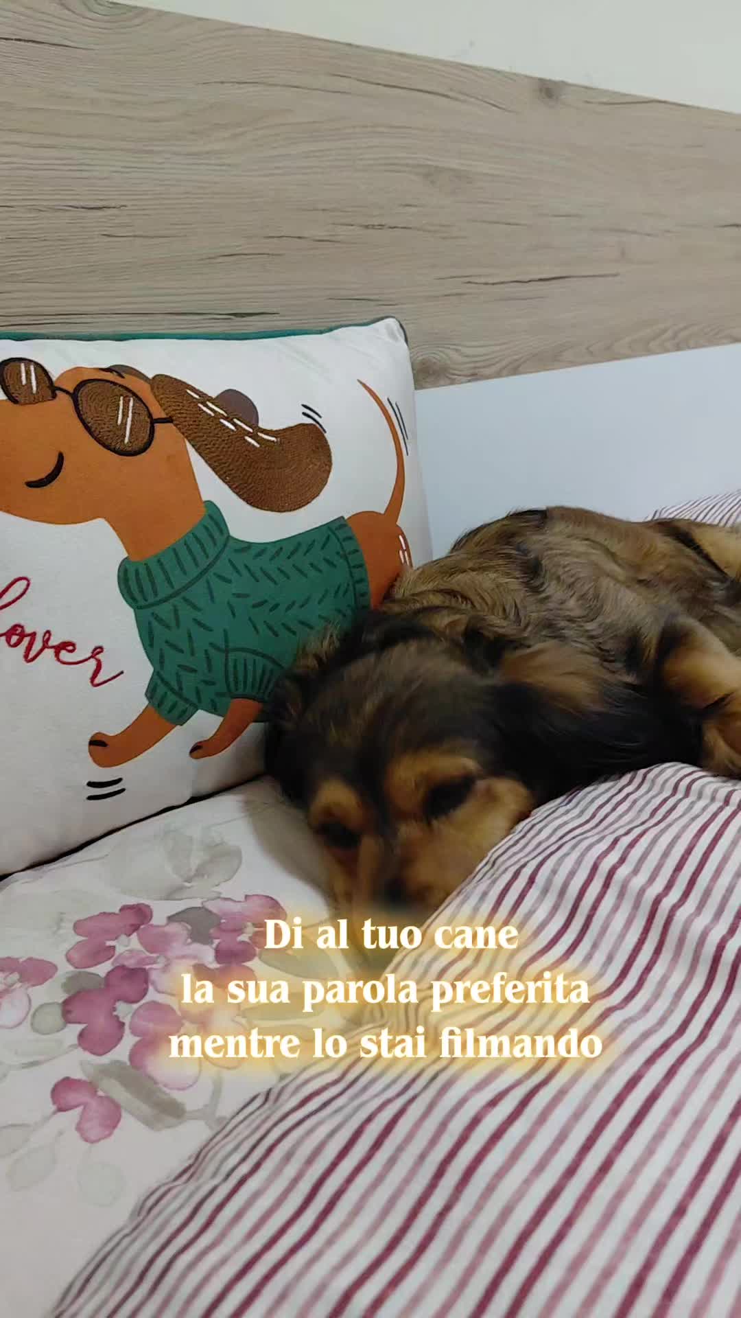 @Elisa🐶Ronda